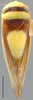 Habitus, dorsal view: !! display not done !! on Colladonus Ball, 1936: Colladonus clitellarius, dorsal habitus (INHS). (Observation).