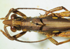 male head and pronotum, dorsal view. Depicts CollectionObject 1498682; a6f71bae-af83-473d-8545-a86e47bb5a69, a CollectionObject.