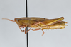CollectionObject 2869226; ff78774b-0306-4539-b76d-96b120c37971, CNCI 1013435: Aptenopedes sphenarioides. (CollectionObject).