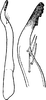 Stylus on Empoasca (Empoasca) ussurica Vilbaste, 1968: Stylus, ventral view. (Observation).