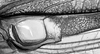 Melanophoxus brunneri Karny, 1907: male, mirror (Peru, Dept. Loreto). (Otu).