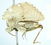 CollectionObject 1500871; 11def069-6669-4611-8caa-98a04d7053e0, MfN 6561: female (holotype), lateral view. (CollectionObject).