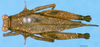 CollectionObject 1505197; 371505dc-b669-4c28-8686-1683e50f6697: male, dorsal view (paralectotype). (CollectionObject).