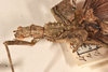 CollectionObject 1562346; 264691cf-adec-43e9-bdc3-24788b6afd26: copyright OUMNH. female: head & thorax, lateral view of Xeroderus kirbii (lectotype). (CollectionObject).