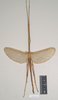CollectionObject 1558980; 9ce04cf2-0fdf-46a7-a999-2ee5ae1f702f: copyright Natural History Museum, London. male (syntype). (CollectionObject).;CollectionObject 1558981; 1d8be626-f38d-4f0e-9cc5-abf9cf7fbfdf: copyright Natural History Museum, London. male (syntype). (CollectionObject).