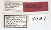 CollectionObject 1565227; MLP1087, f3f4bd85-c93f-476a-b61d-358380fd014b: labels, invalid allotype. (CollectionObject).
