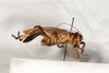 CollectionObject 2602181; 6e5c7ae2-6b2d-4749-83bf-67cc330e0a3d: male, lateral view (syntype). (CollectionObject).