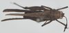 CollectionObject 1516364; 0aee51e9-2103-4092-b0e3-ca7f586cfbf9: female, dorsal view (holotype of Phaestus sumatrensis). (CollectionObject).