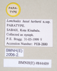 CollectionObject 1559432; NHMUK(SF IMPORT DUPLICATE) 844609, 838b7e4e-d9d1-4f2c-8389-5ad0720b5237: copyright Natural History Museum, London. female, data labels of synonym Lonchodes hosei herberti (paratype). (CollectionObject).