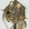 CollectionObject 1535382; 65d54b84-d666-4394-8bac-7811dfe79f9f, MNCNCat. Tipos No 52: male, frontal view (lectotype). (CollectionObject).