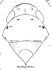 Habitus, dorsal view: !! display not done !! on Ponana (Ponana) hieroglyphica (Fowler, 1903): (Observation).