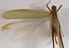 CollectionObject 1534629; bb18be66-d363-4e3f-9f38-58099e5cb291: female, dorsal view (lectotype). (CollectionObject).
