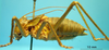 CollectionObject 1530823; 12f23fb9-7f6c-4ab3-9ed7-baf281442476: male habitus, lateral view (allegedly syntype of Ephippiger seoanei). (CollectionObject).