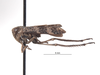 Habitus, lateral view on Docalidia danieli Nielson, 1996: (Observation).