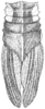Cibotopteryx variegata Rehn, 1905: Fig. 9 (after type). male, pronotum and tegmina, dorsal view. (Otu).