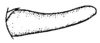 Caenomastax insignis Hebard, 1923: Pl. 12, Fig. 7 (after paratype). male cercus, lateral view. (Otu).