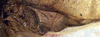 CollectionObject 1517394; dee2e05c-dcd1-4920-92f1-e1894bac8f97: male, base of right tegmen (holotype). (CollectionObject).