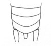 Ceuthophilus (Ceuthophilus) ensifer ensifer Packard, 1881: Fig. 585. male abdomen tip. (Otu).