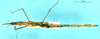 CollectionObject 1507268; 99361561-769a-4e5f-9794-340ab778fc76: nymph , dorsal view (paratype). (CollectionObject).