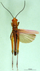 CollectionObject 1502205; 30bb8947-565d-4ddc-ba1a-a2937d2a7ab0: male, dorsal view (paratype). (CollectionObject).
