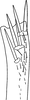 Other: !! display not done !! on Nephotettix cincticeps (Uhler, 1896): Apex of hind femur, anterodorsal view. (Observation).