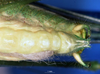 CollectionObject 1505313; b71307e7-dc91-41fb-aa40-cd0250c9d017: male subgenital plate (holotype). (CollectionObject).
