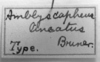 CollectionObject 1533572; fb587f2b-7407-4952-a2e9-58daff1a2e41: Image Carbonell, C.S. labels (holotype of Amblyscapheus lineatus). (CollectionObject).
