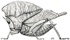 Xiphicera gallinacea (Fabricius, 1793): Fig. 23. female (from Pontianak, Borneo) (Acridium gallinaceum). (Otu).