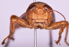 CollectionObject 1572184; ea01757e-86b9-496b-a56f-b6d20e33cdf8: male, frons (holotype). (CollectionObject).