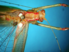 male head and pronotum, dorsal view (holotype of Stenacropteryx eburneigutta). Depicts CollectionObject 1500507; 54a40318-8a68-4c47-8cee-62ba056e00c2, DORSA BTbueebuHTM, a CollectionObject.