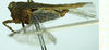 CollectionObject 1587050; 7bd76f55-aee3-429a-8337-32115fdc5a66, NHMUK010924794: female, lateral view (paralectotype). (CollectionObject).