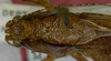 CollectionObject 1539597; 171ea815-17f5-4e39-b1d0-b0eb7953cf28: male head, pronotum and stridulatory area (holotype of Uchuca macroptera). (CollectionObject).