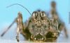 CollectionObject 1505082; ad220c75-754d-401b-ab66-09e7dc584c08, DORSA D042XF01: female, frontal view (syntype). (CollectionObject).