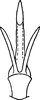 Aedeagus, ventral view on Erythridula aesculella (Ross & DeLong, 1953): Aedeagus, ventral view. (Observation).