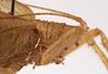 CollectionObject 1534741; 345c6ecf-a90b-49e2-a86d-935106d88030: female pronotum, lateral view (syntype). (CollectionObject).