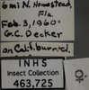 Other: !! display not done !! on Empoasca (Empoasca) kraemeri Ross & Moore, 1957: Labels. Labels for the Female specimen used for the dorsal, lateral and face images. (Observation).