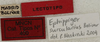 CollectionObject 1534978; 6e0e1e0e-a57d-4706-8b6f-95a1fadc51f2: labels (lectotype). (CollectionObject).