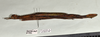CollectionObject 1598195; c1d630a7-cb30-41a8-9955-a5c88c837715: copyright QM. female, lateral view (paratype). (CollectionObject).;CollectionObject 1598196; 92134e30-9cd1-46d1-8eda-fc8d0a34f9dd: copyright QM. female, lateral view (paratype). (CollectionObject).