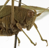 female head and pronotum, lateral view (syntype of Phaneroptera conspersa). Depicts CollectionObject 1529810; ddc9d82a-9c86-455d-a2ab-9ccfa29c7446, a CollectionObject.