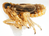 Habitus, lateral view on Paraliburnia kilmani (Van Duzee, 1897): (Observation).