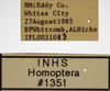 Other on Athysanella (Gladionura) lunata Ball & Beamer, 1940: Labels - Male. Labels for the male specimen. (Observation).