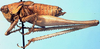 CollectionObject 1522436; ed652627-2d71-4133-a167-01c939da764d: male, lateral view (holotype). (CollectionObject).