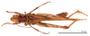 CollectionObject 1578314; f3606774-06a4-4bfe-a5ab-c85220dbabc2: female, dorsal view (holotype of Chorthippus hirtus mongolicus Steinmann, 1967). (CollectionObject).