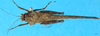 CollectionObject 1501895; d215c061-9337-449a-a472-edd16a27b57f: male, dorsal view. (CollectionObject).