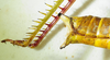 CollectionObject 1498683; 828f73c6-4025-48ef-a3bd-1a77779d5fac: female abdomen tip, lateral view. (CollectionObject).