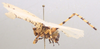 CollectionObject 1505919; 694fd9be-322c-4d9f-bc3c-da583893cddf: 2010. male, left lateral view (holotype). (CollectionObject).
