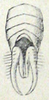 Xyronotus aztecus Saussure, 1884: Pl. II, 12b. male abdomen tip, dorsal view. (Otu).