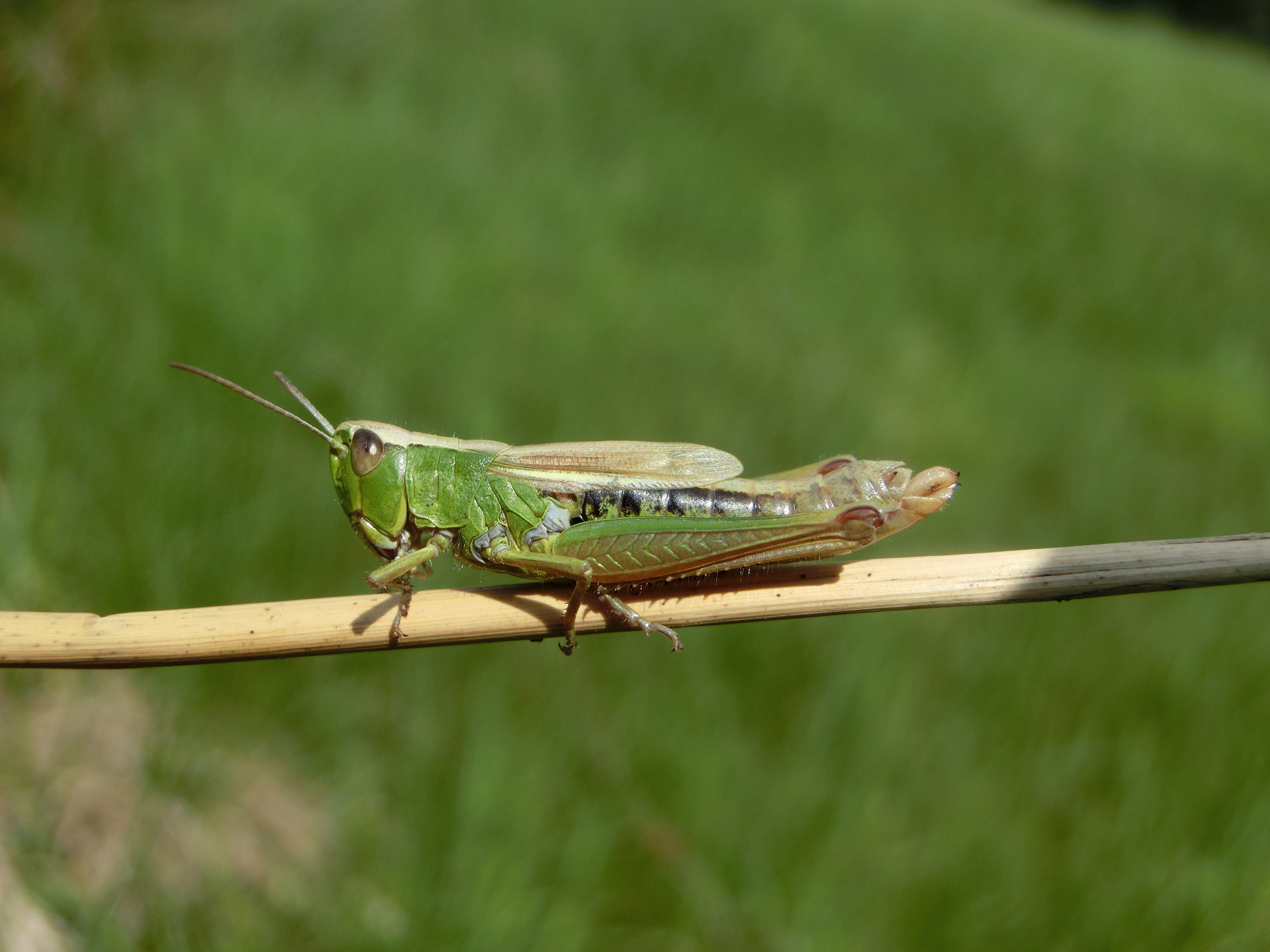 female (Germany, Bavaria, Püttlachtal, humid meadow with Juncus and Succisa, August 2017). Depicts Pseudochorthippus montanus (Charpentier, 1825), an Otu.