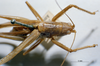 CollectionObject 1595894; 954643fd-4afc-4b3a-986d-7f8000f04cb3: female, dorsal view (syntype). (CollectionObject).