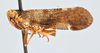 Habitus, lateral view: !! display not done !! on Cixius (Cixius) umbrosus Walley, 1932: (Observation).